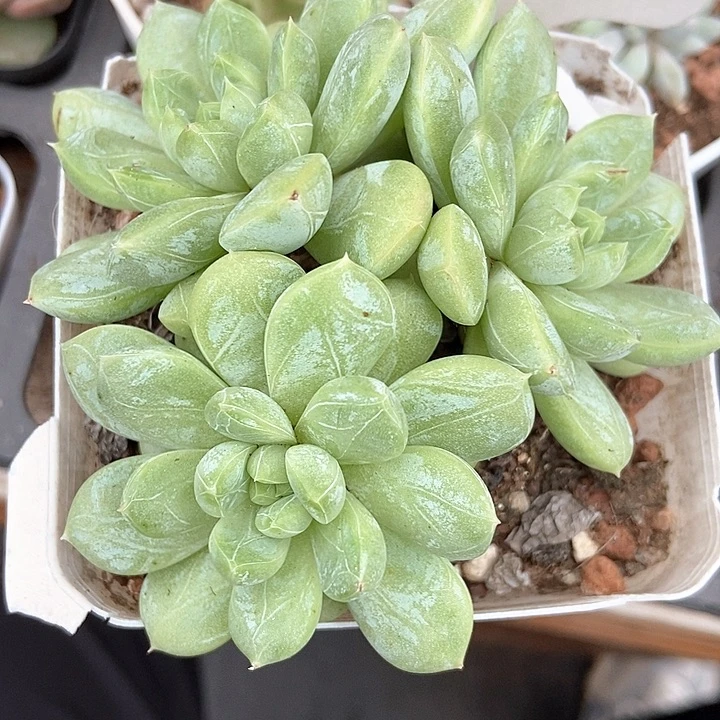 多肉植物百达翡翠群906