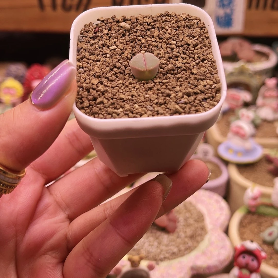 Y400粉紫体可带盆土发货
