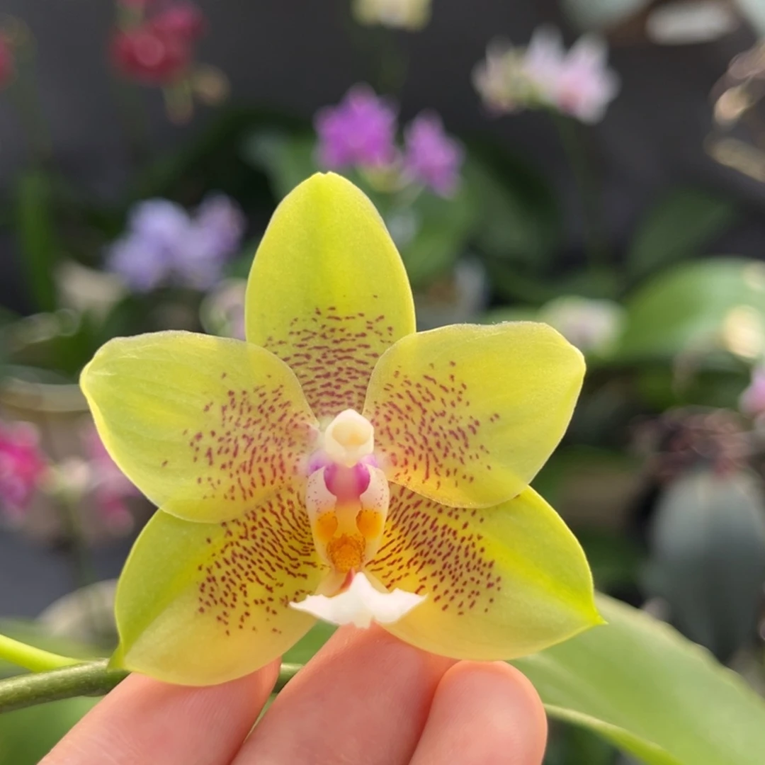 完全开放2.8寸绿香妃开花株