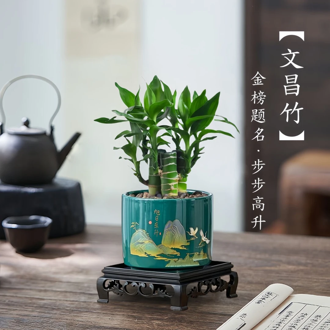 3支4支文昌竹学习桌面富贵竹土培植物土养粗杆客厅绿植小盆栽花卉