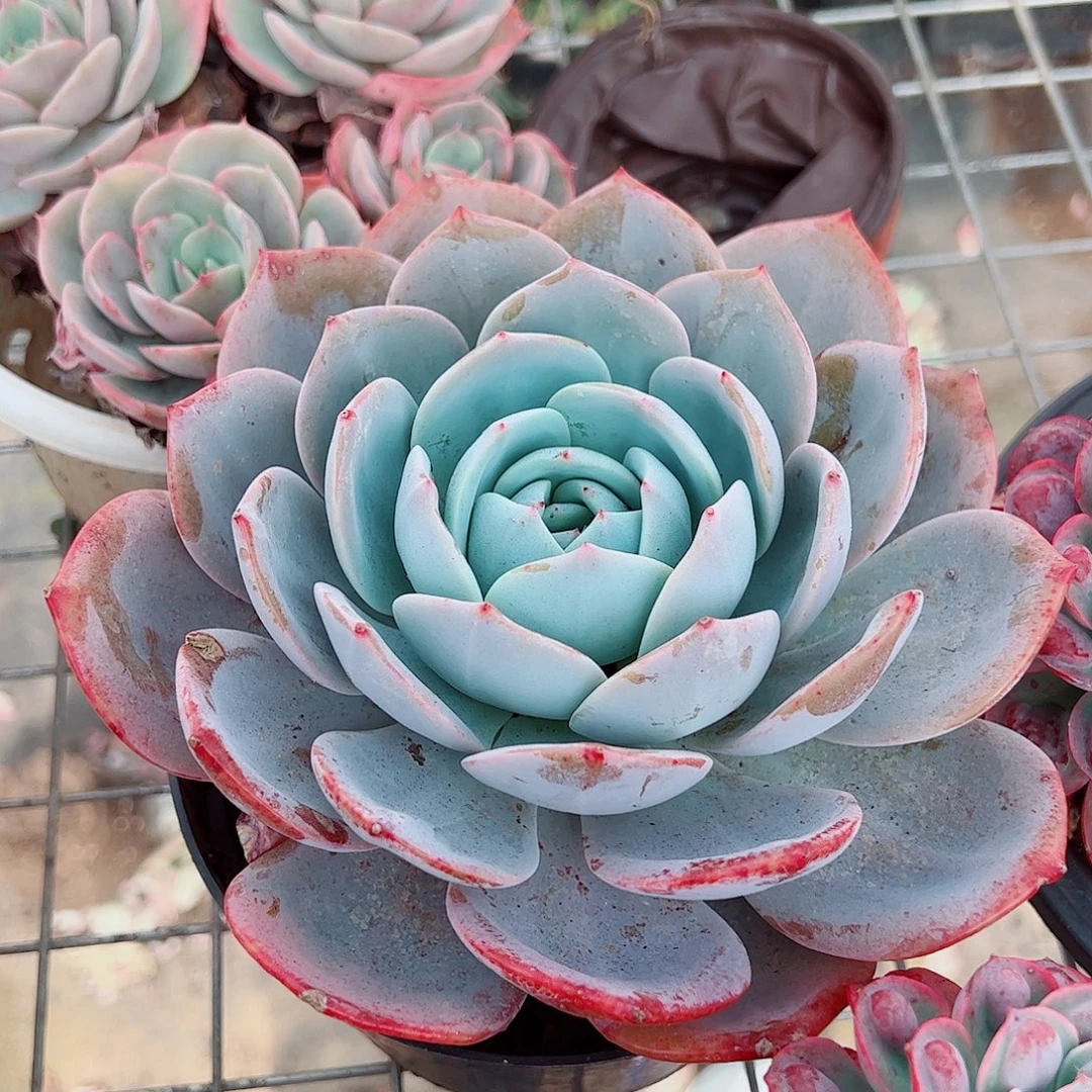 凤橙大单头精品特价