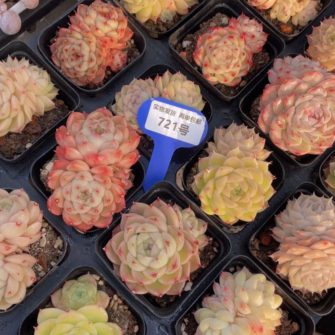 721号奶油麦秆双头2个不一样的性状