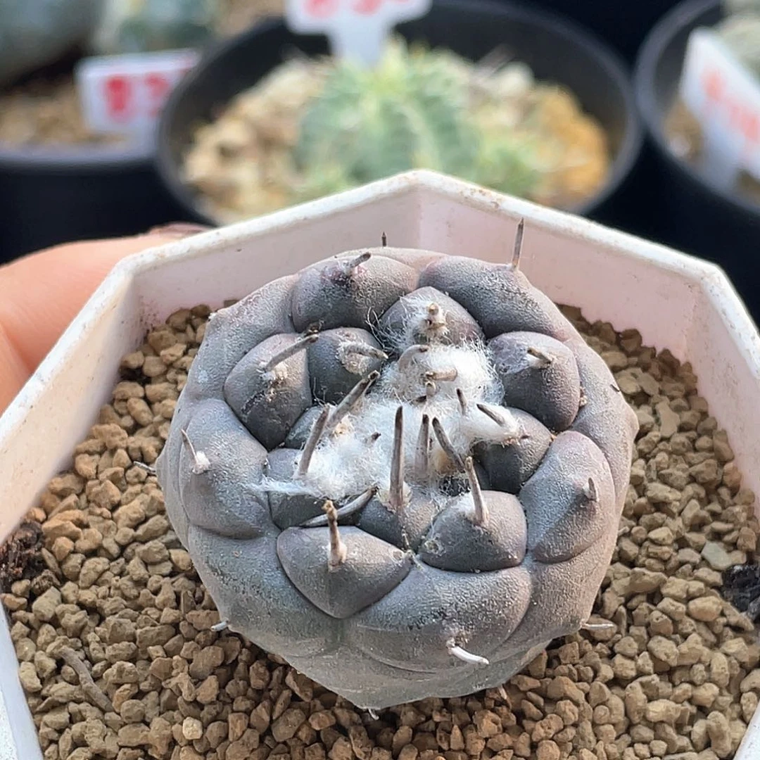 实生紫皮大尤碳刺东云娇丽