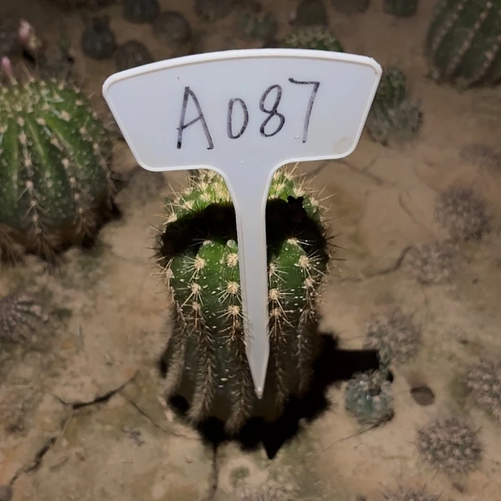 等**?A087,飞碟毛花柱歪头