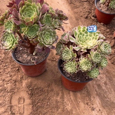 276多肉植物组合,