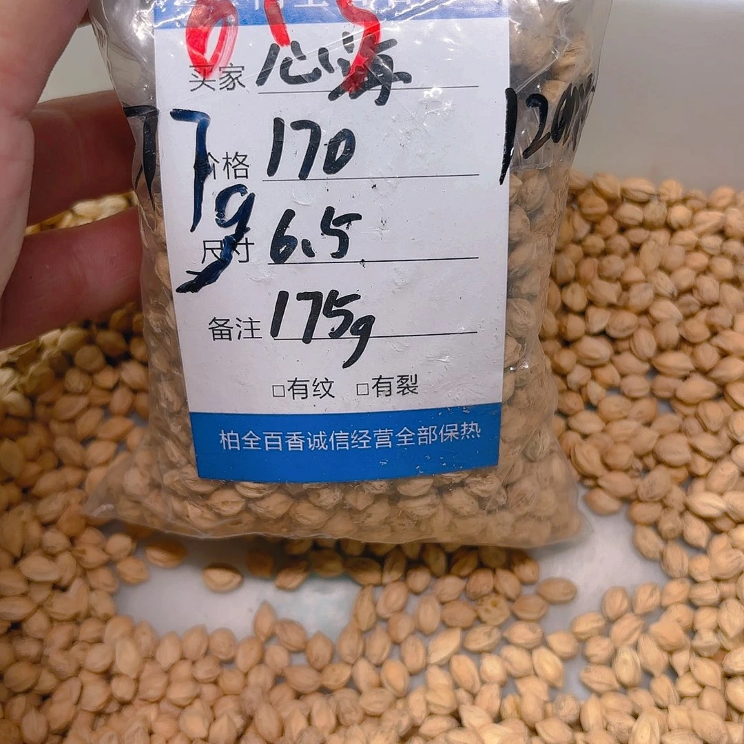 心*海柏香籽散子 175 克散子