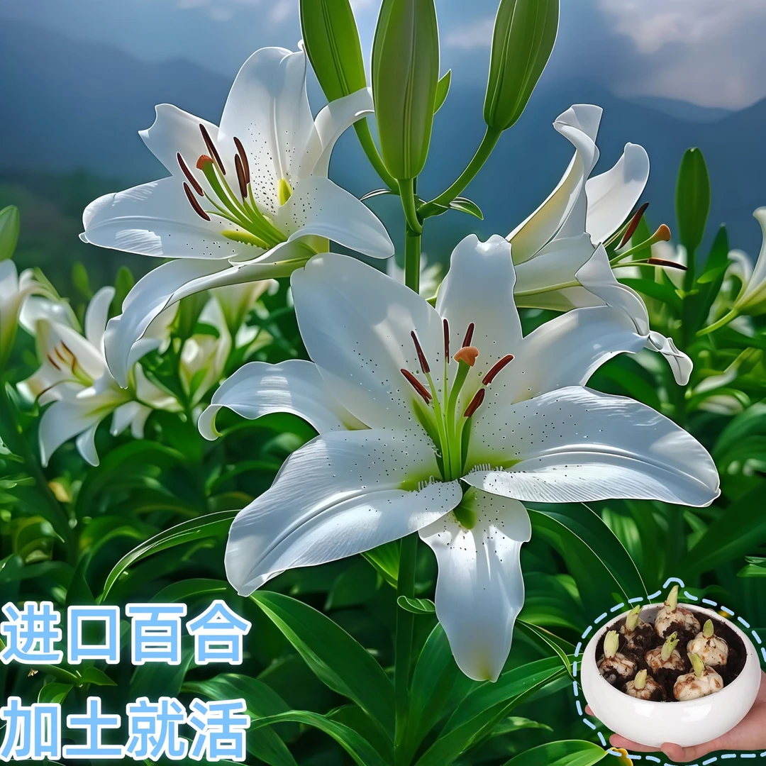 进口香水百合种球室内外四季种植耐寒耐热百合花种子花球单瓣带芽