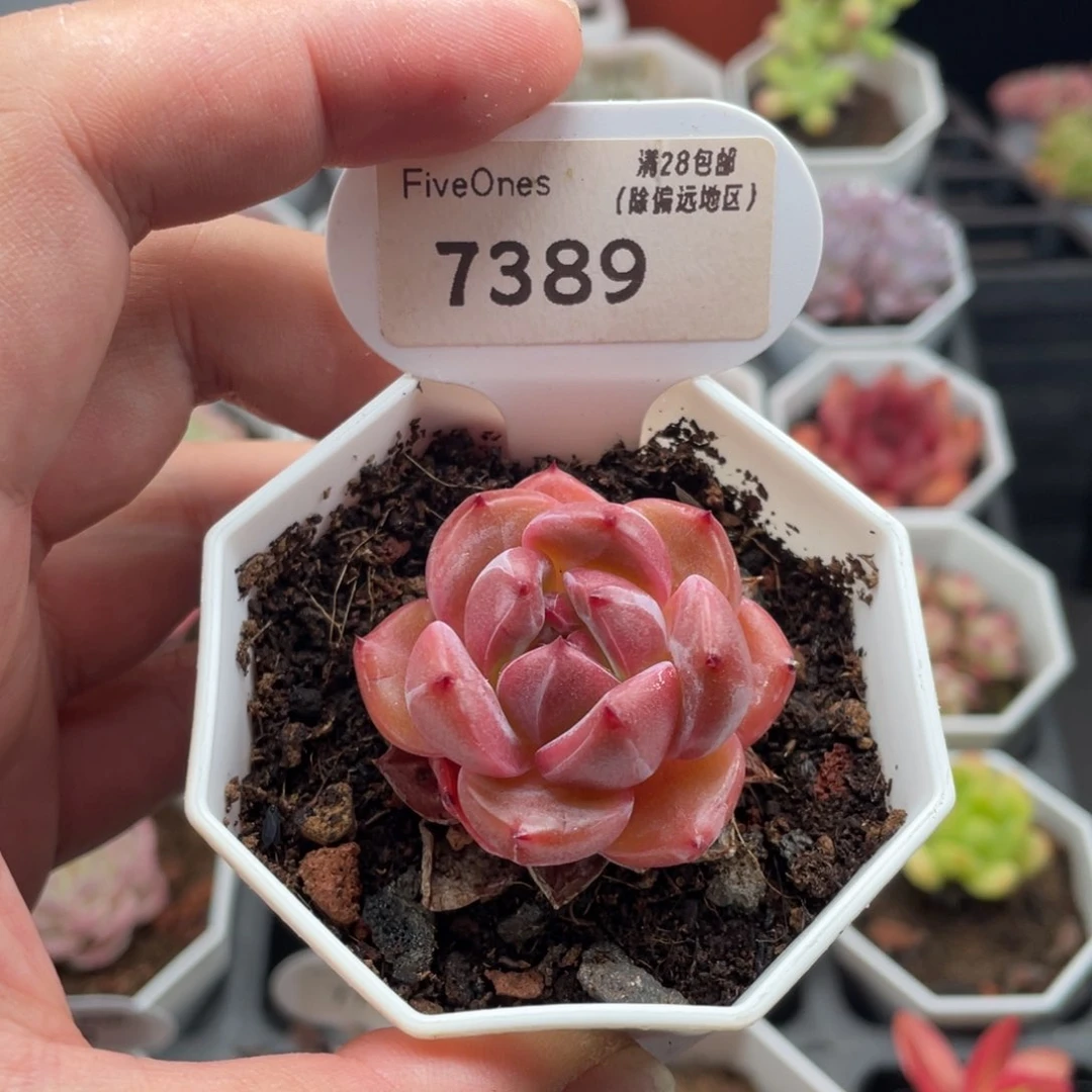 蜘蛛侠7389-4厘米