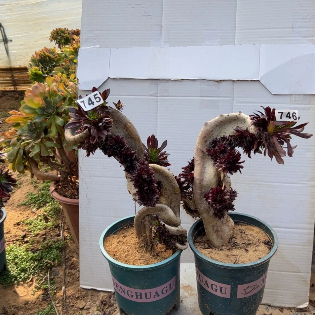 用****4有伤两颗745.746黑缀