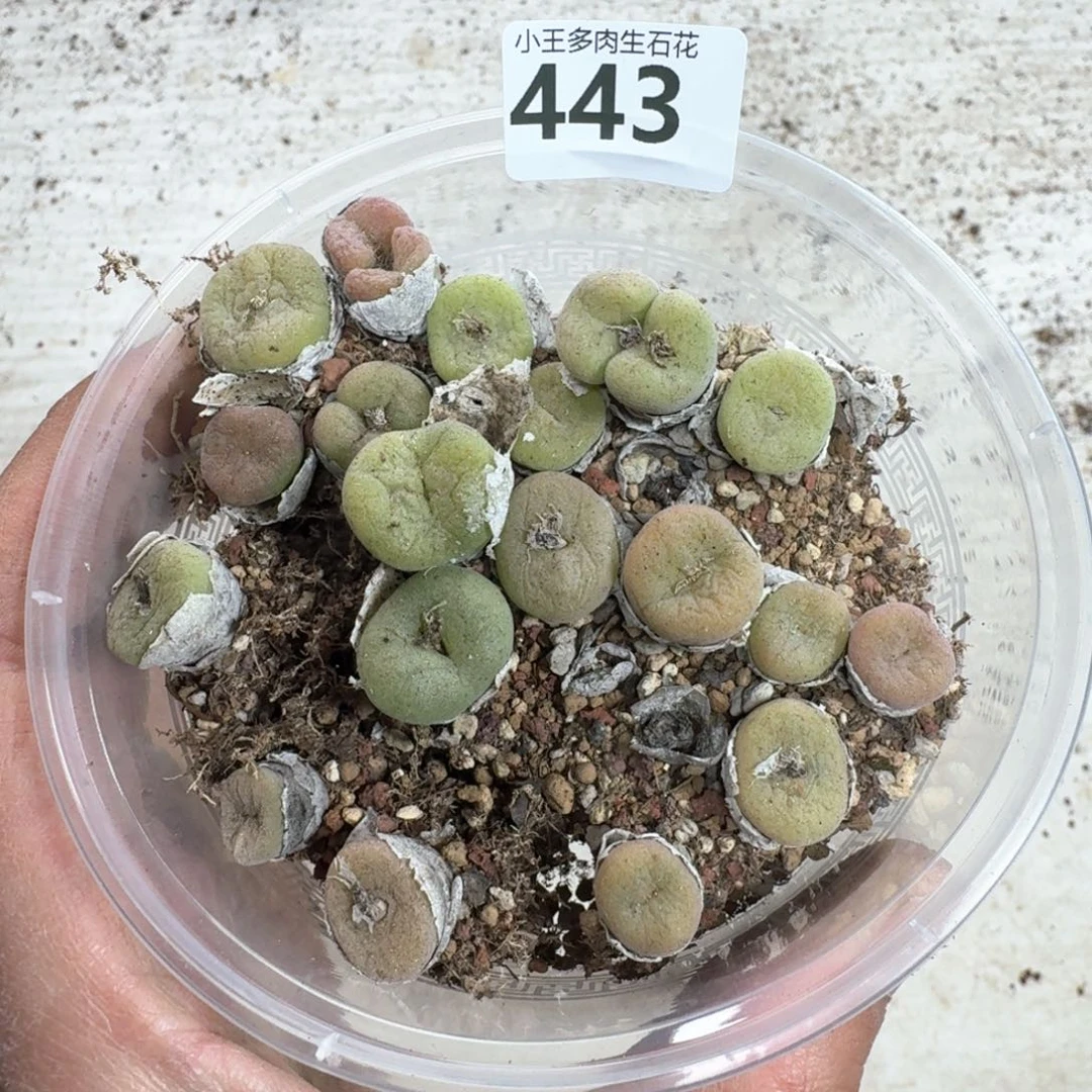 443。空卡一大盒。多肉植物