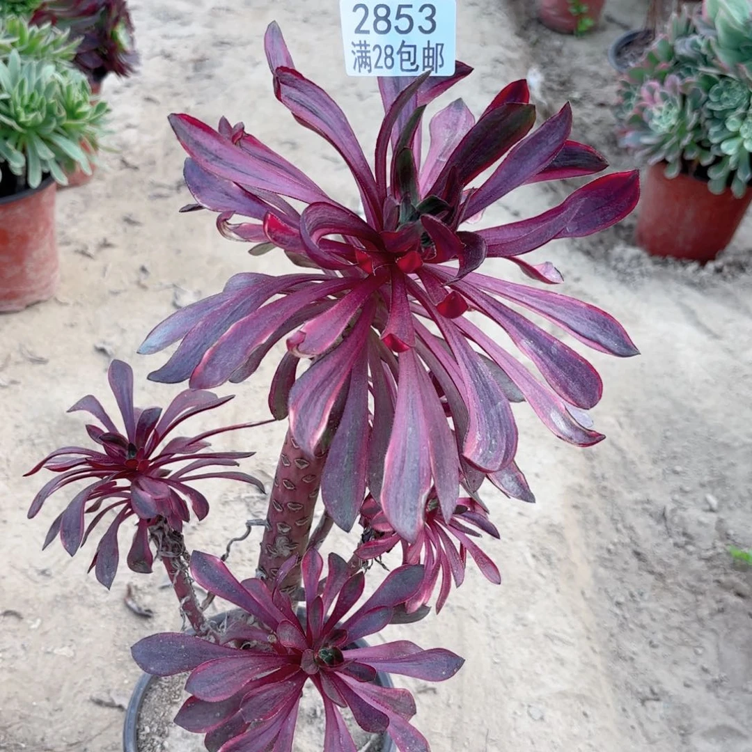 2853火风多肉植物法师