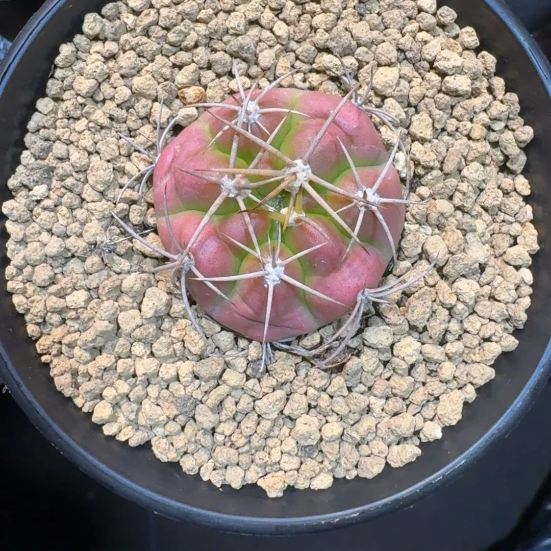 仙人球一物一拍良宽35