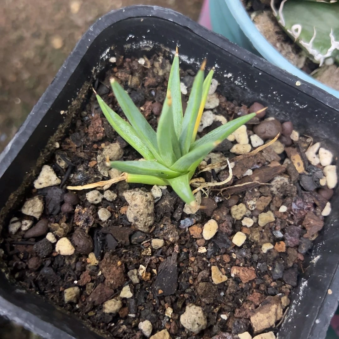 棉花龙龙舌兰植物