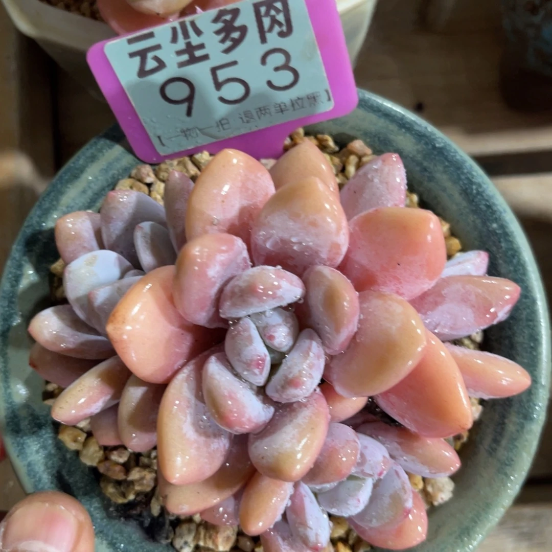 云尘多肉一物一拍不含盆953