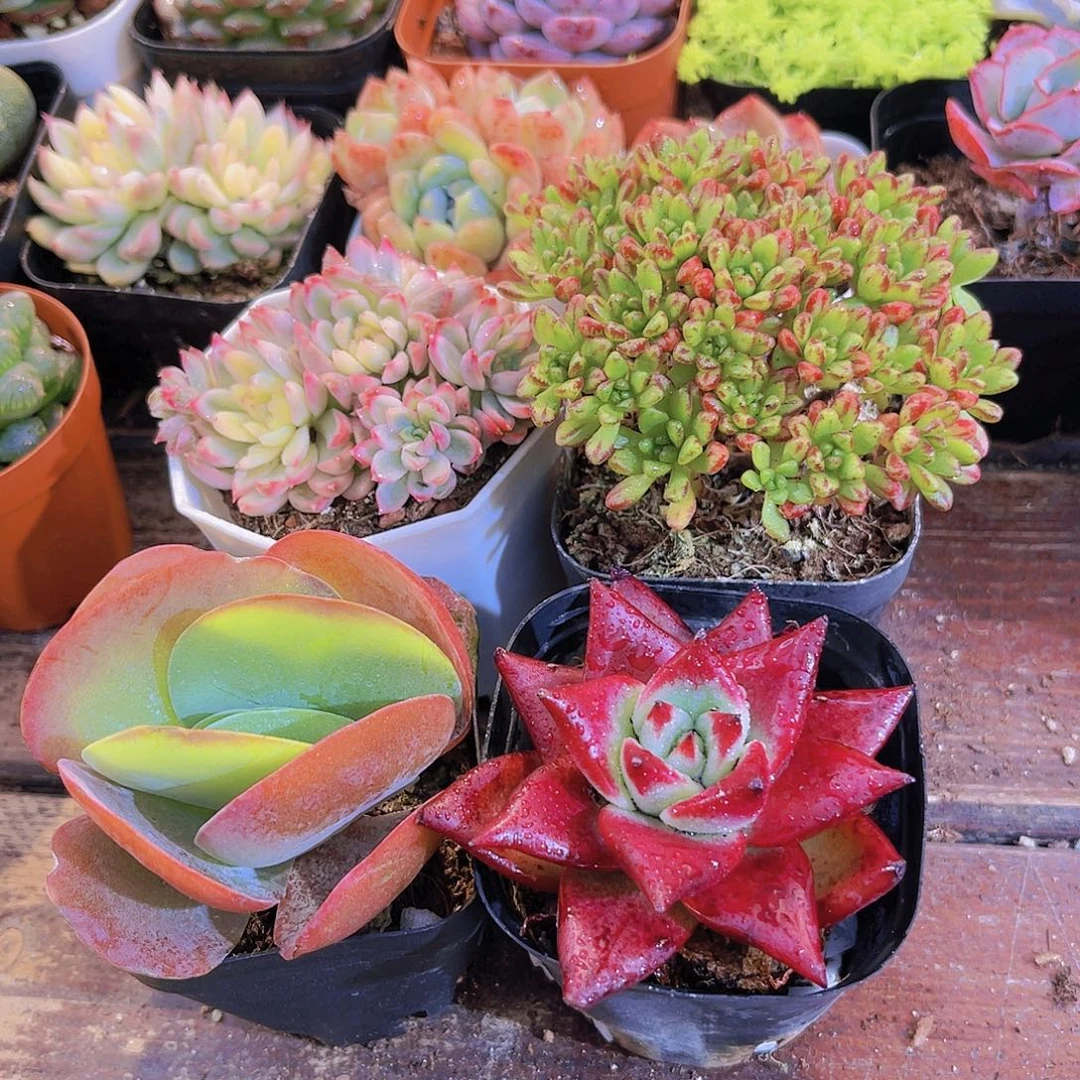 如图4盆11111111111