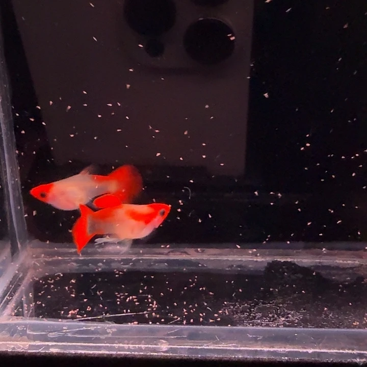孔雀鱼深海蓝玻璃猫1对