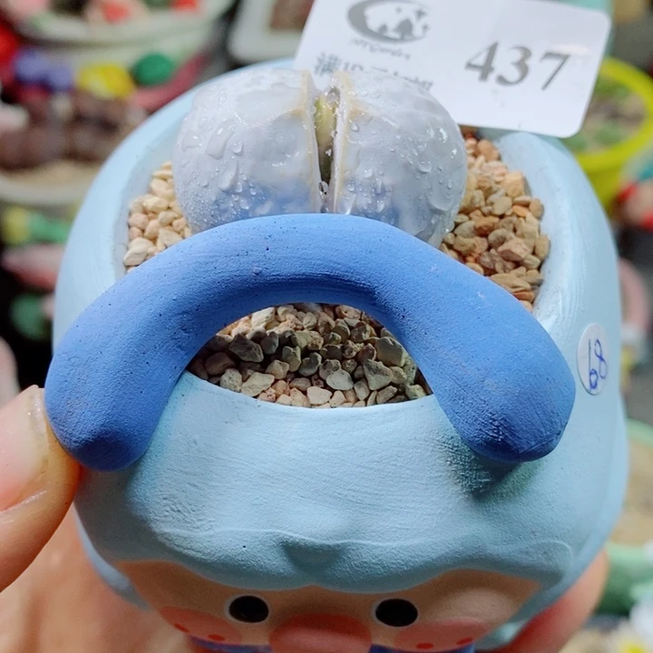 生石花花花开了437
