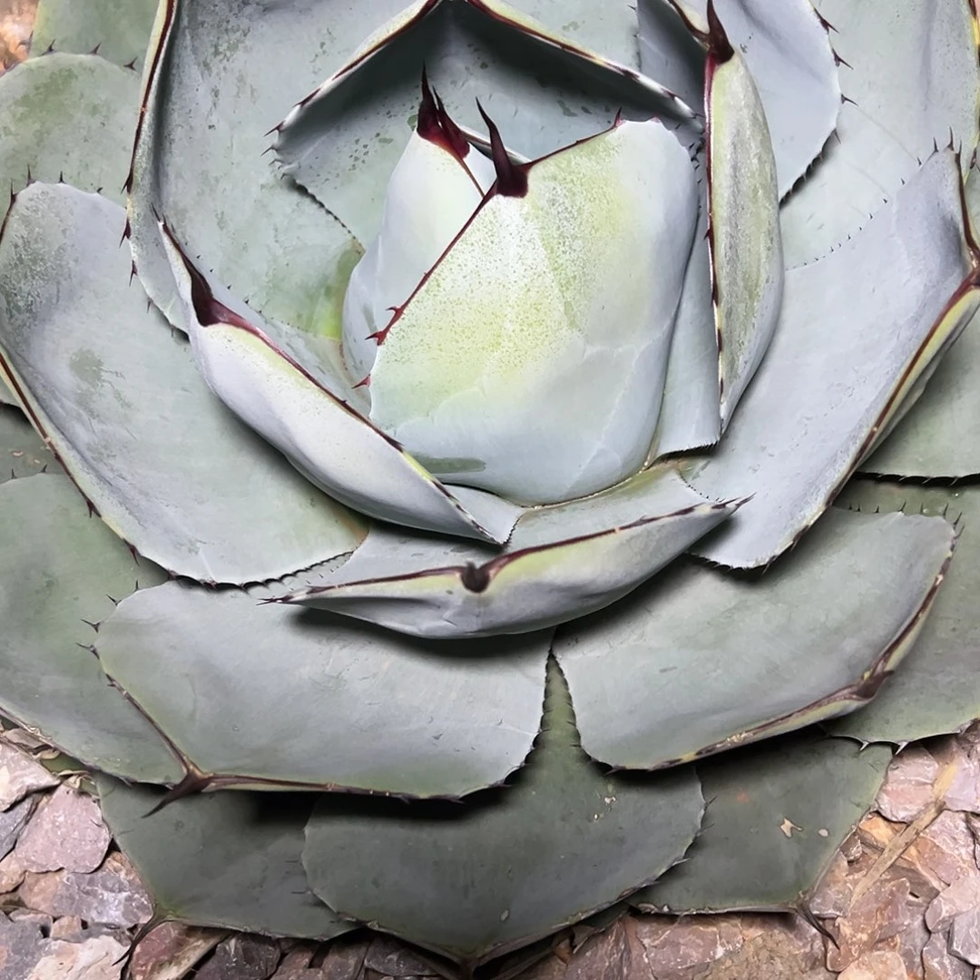 两***印无花朵多肉植物福克斯龙舌兰