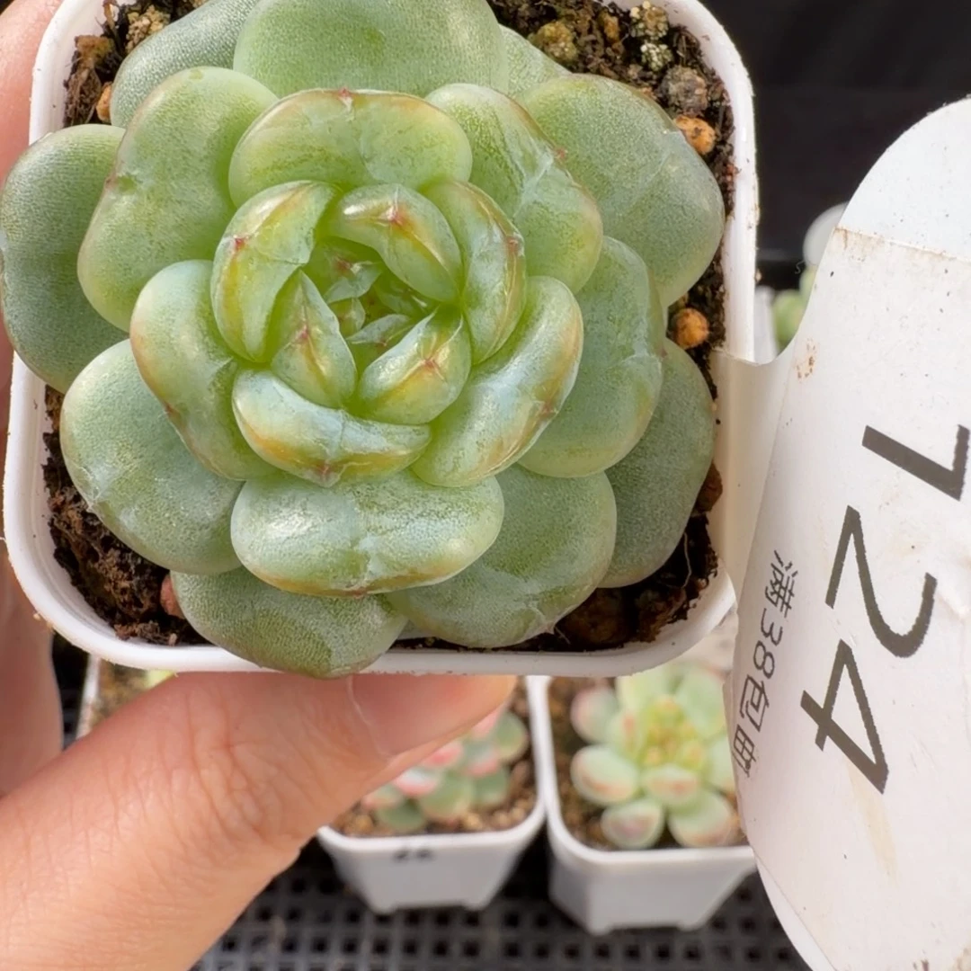 瑶瑶花朵珍妮124号