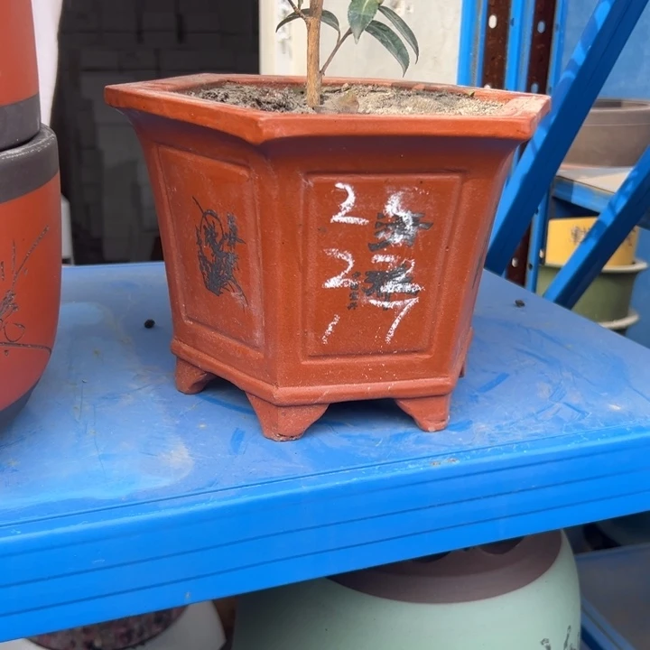 25+25红清雅六方花盆花盆