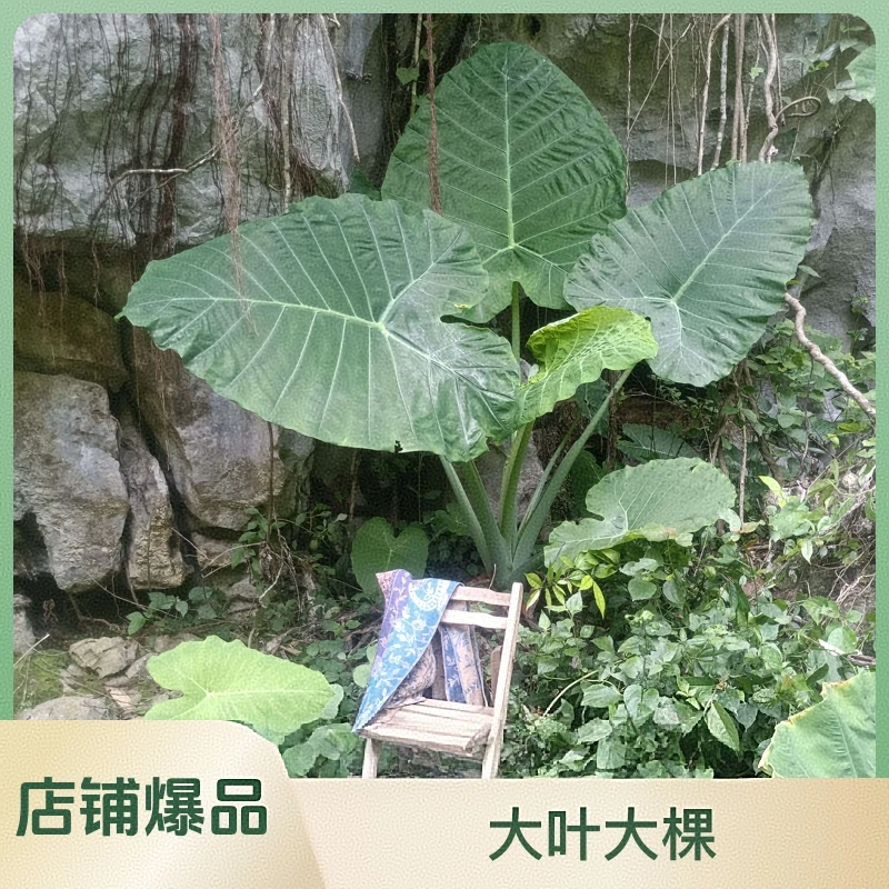 象耳芋滴水观音象耳芋盆栽大叶象耳芋正宗象耳芋绿植盆载摆放漂亮