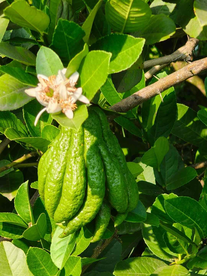 新鲜采摘川佛手柑聚宝盆(有果斑果纹不售后)水培食用产地直销发货