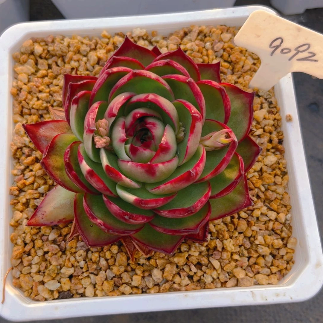 朕惊鸿仙子一物一拍9092号