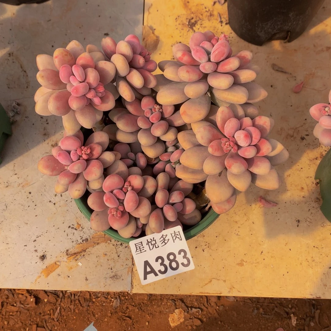 星悅多肉         A383