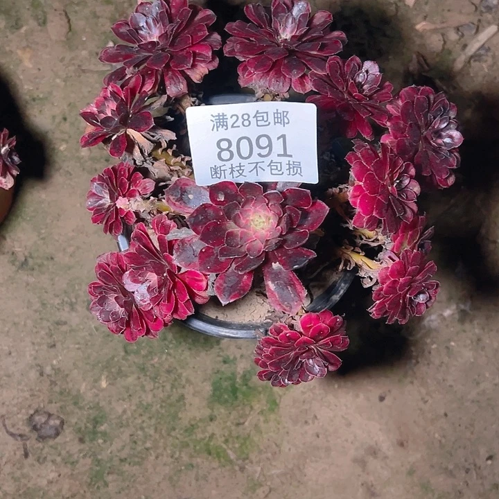 8091黑同白多肉植物