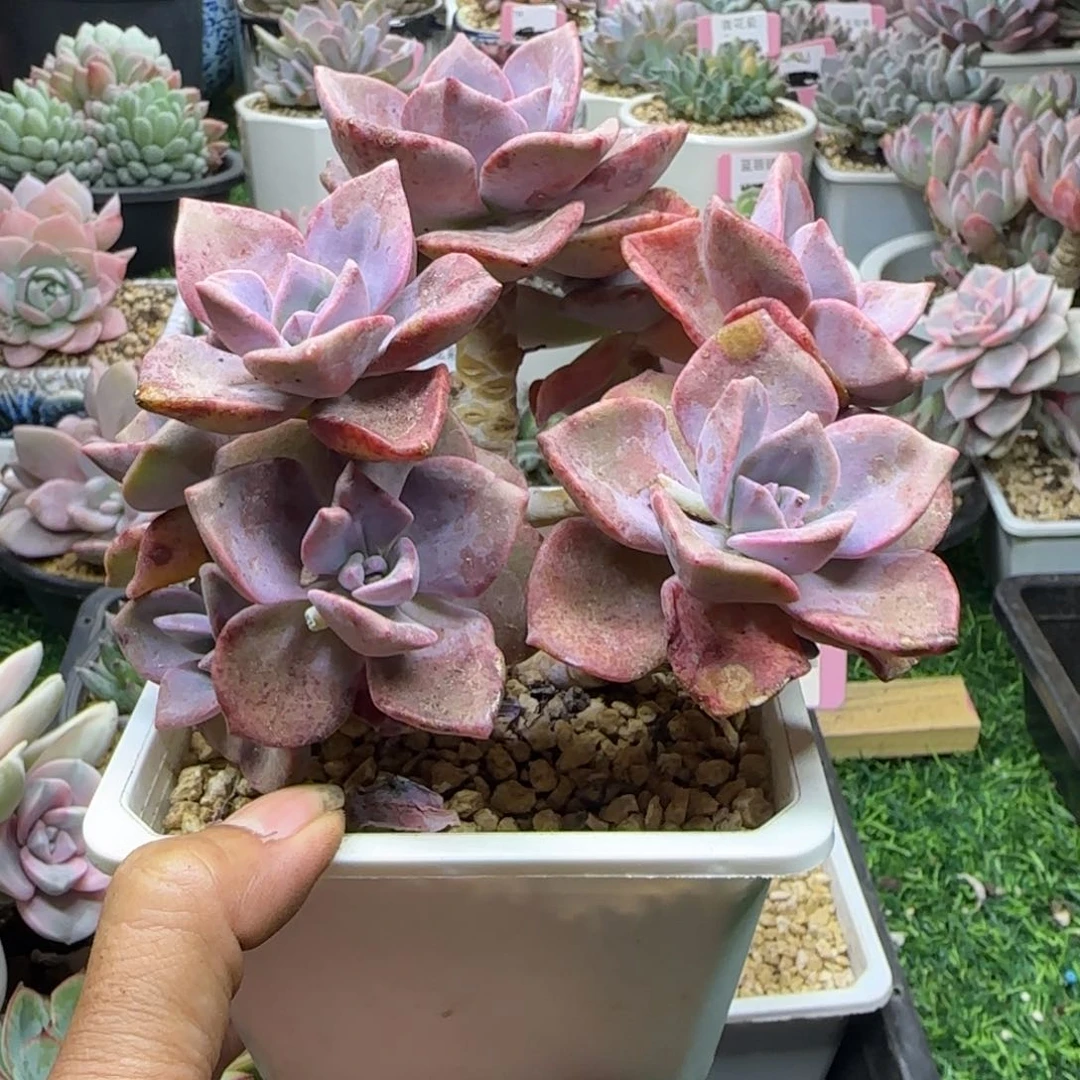 锦安精品多肉植物233