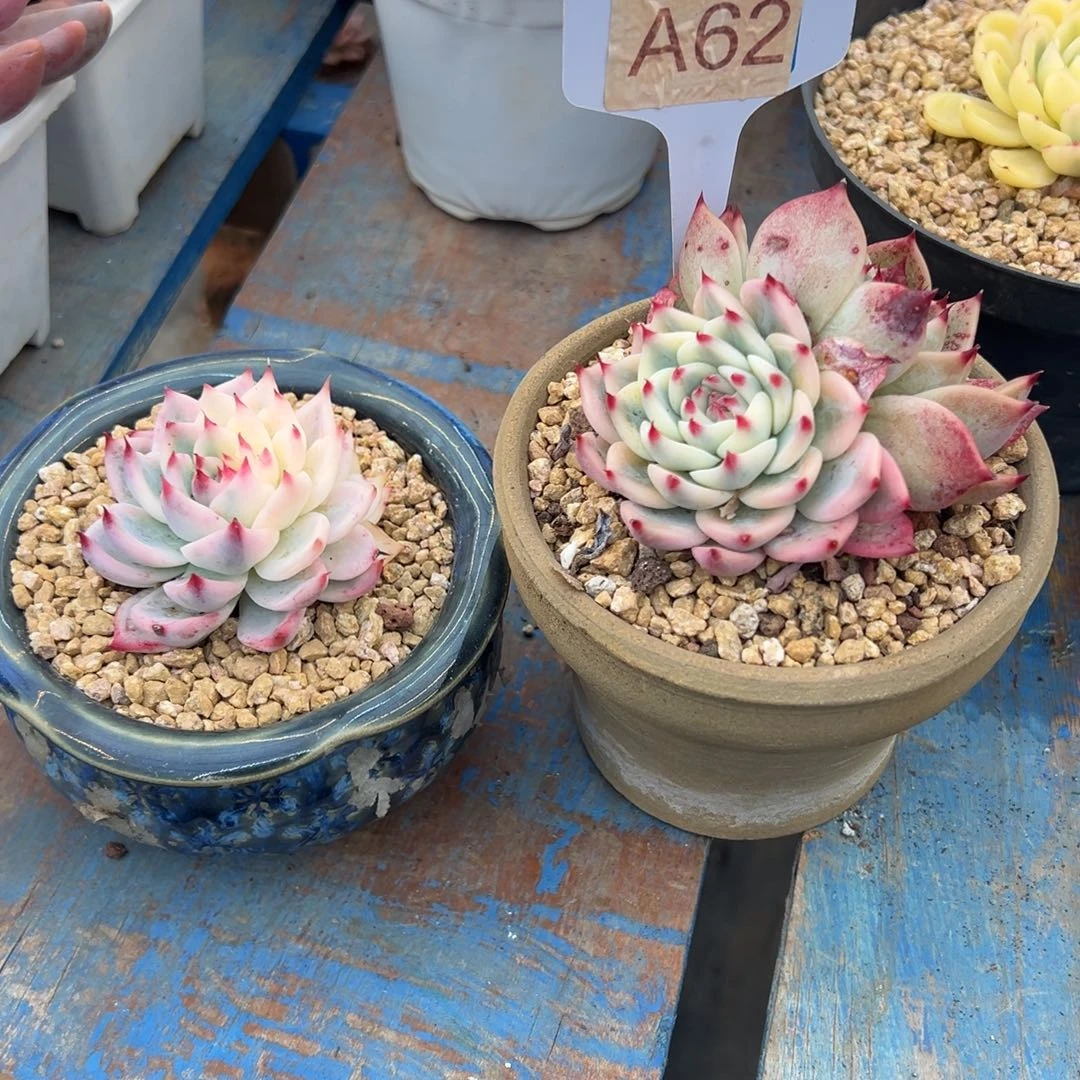 梅***福吉娃娃锦，，，，，，，，，，，，，，，，，，