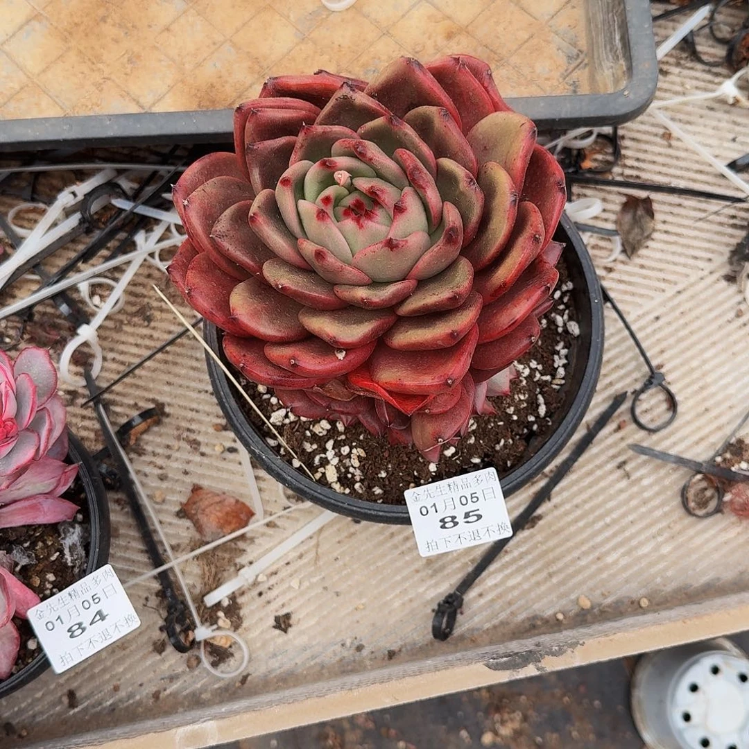 曼***活0105-85红钻群生a