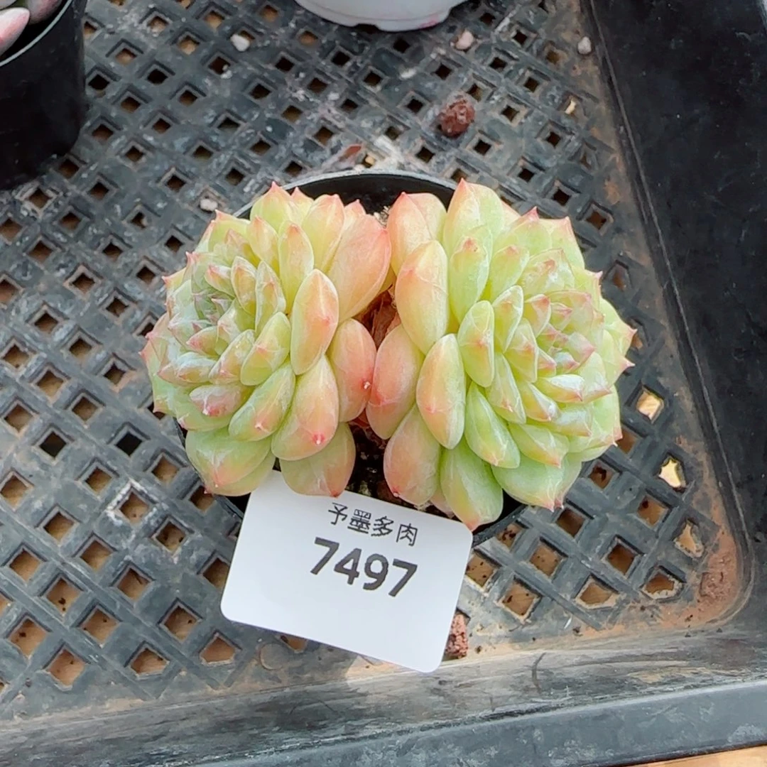 孤品，7497多肉植物