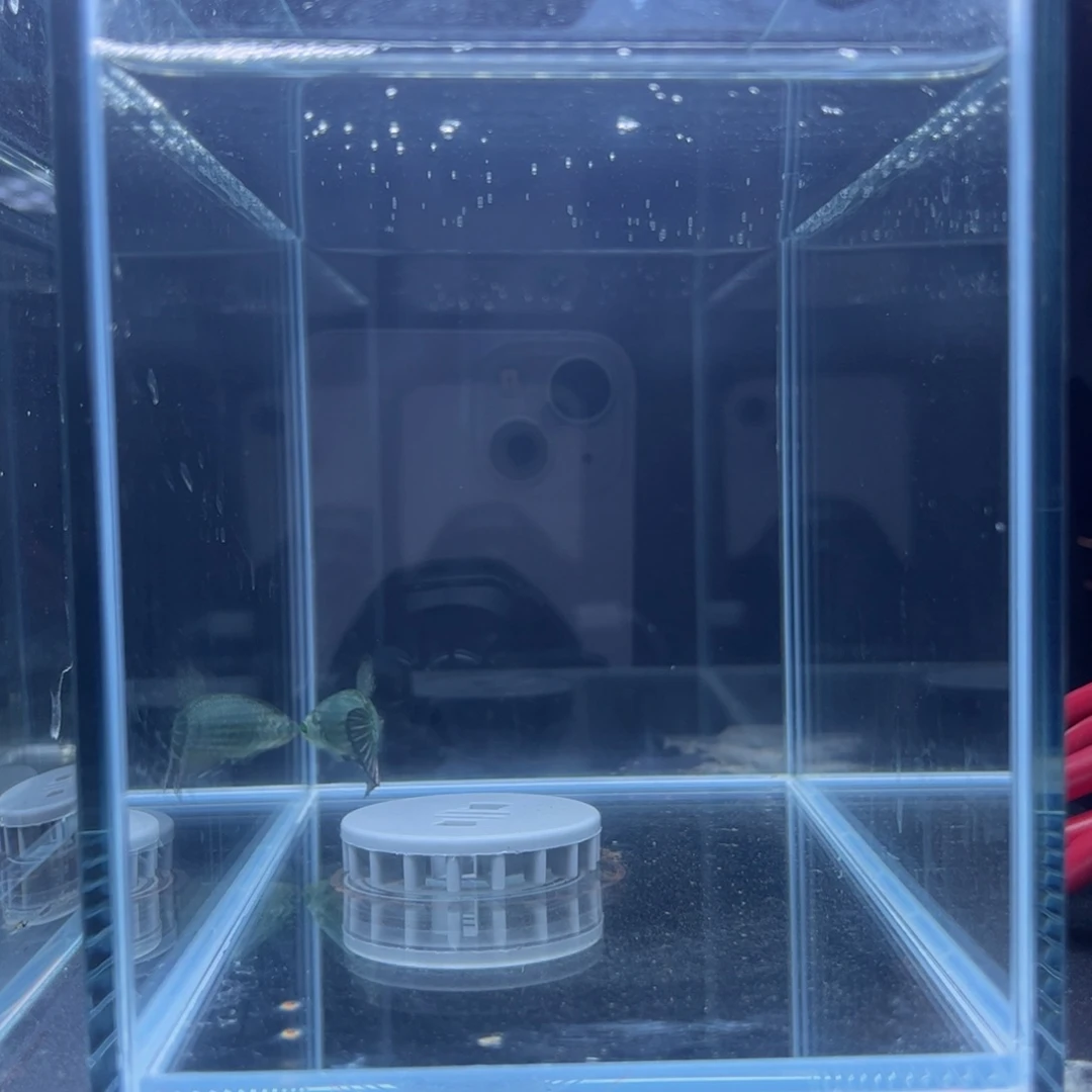 海水鱼泰国斗鱼将军斗鱼013