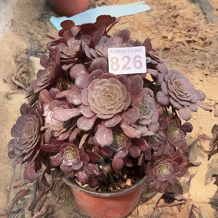 黑萝莉826不包断枝