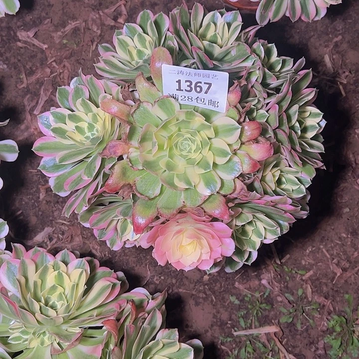 璿1367白凤多肉植物2号