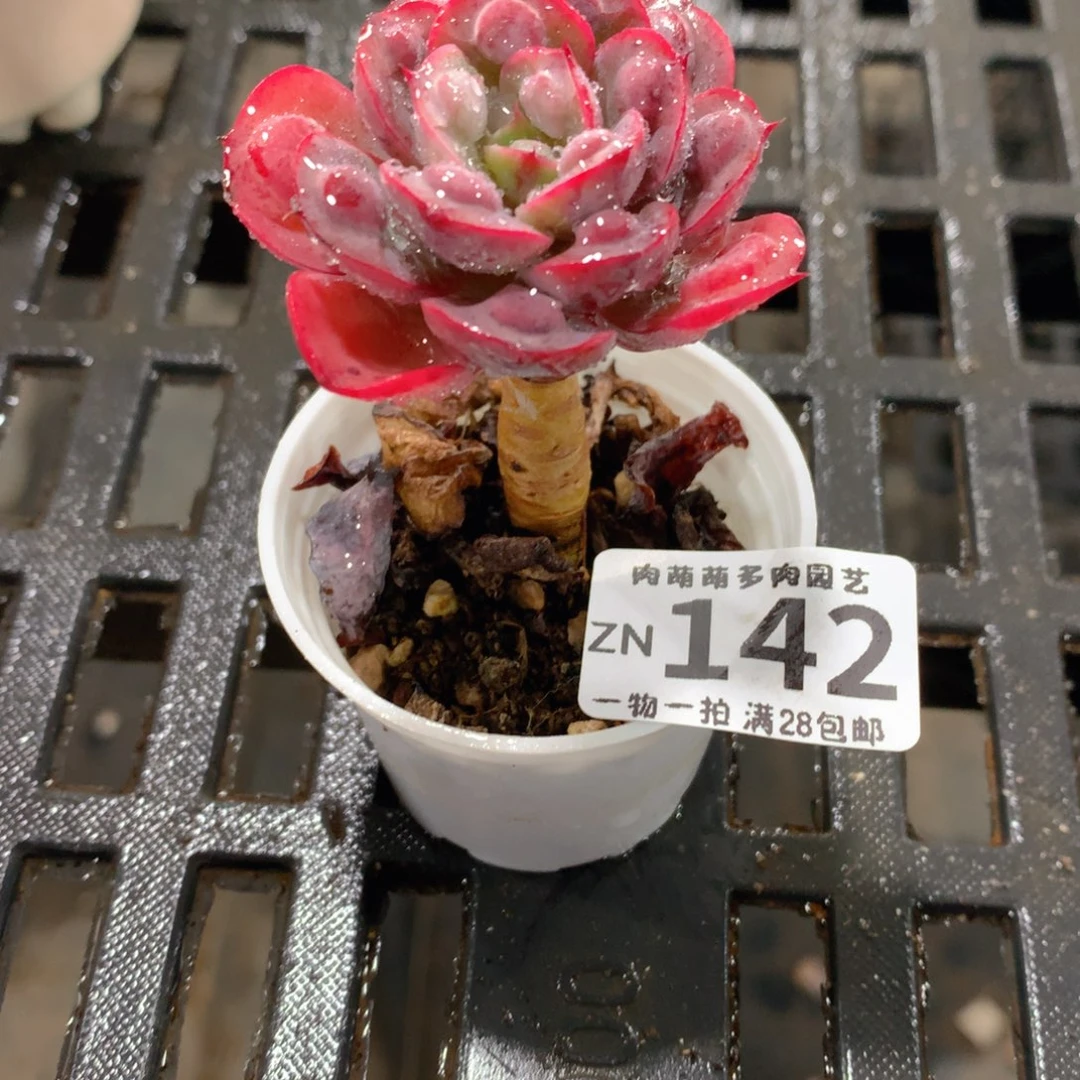 肉萌萌拇指盆精控多肉ZN142