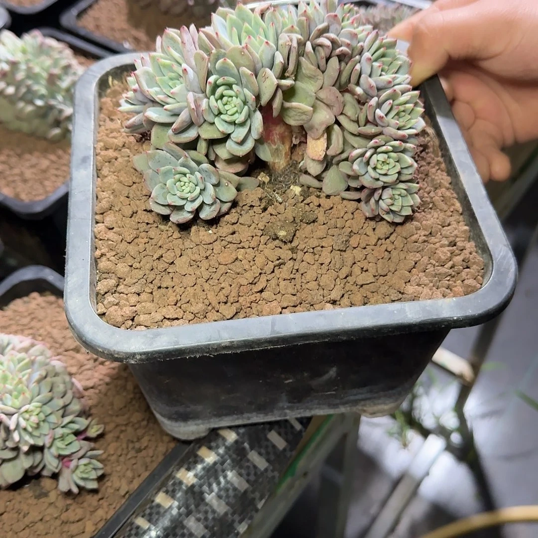 潦***倒多肉植物多肉植物