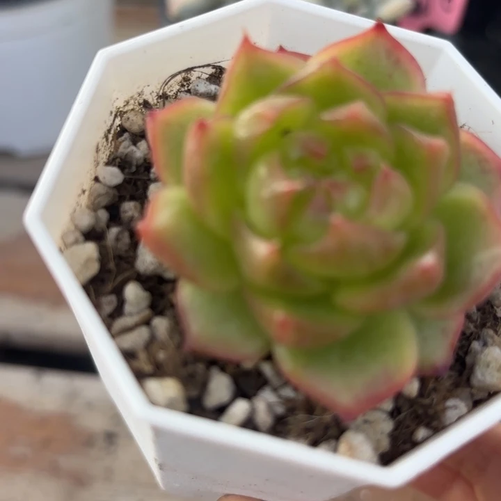 珍妮多肉植物非偏远18包邮