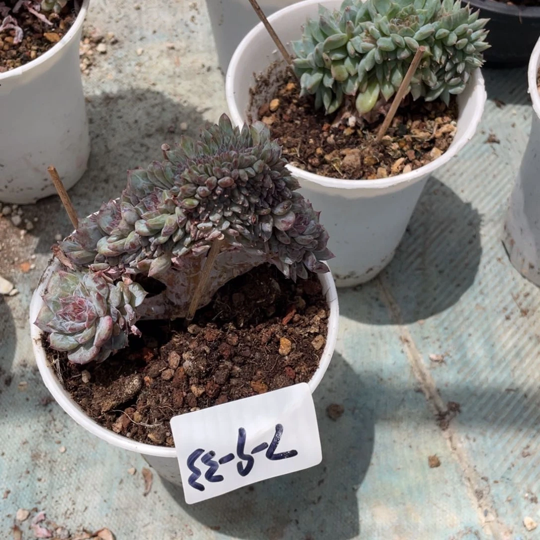 S***）7-9-33静好多肉111111