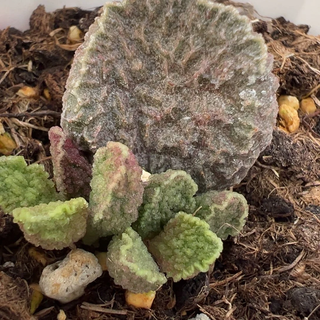 实生新品大苗多肉植物