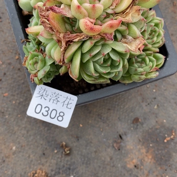不****调精品多肉植物0308不包整散