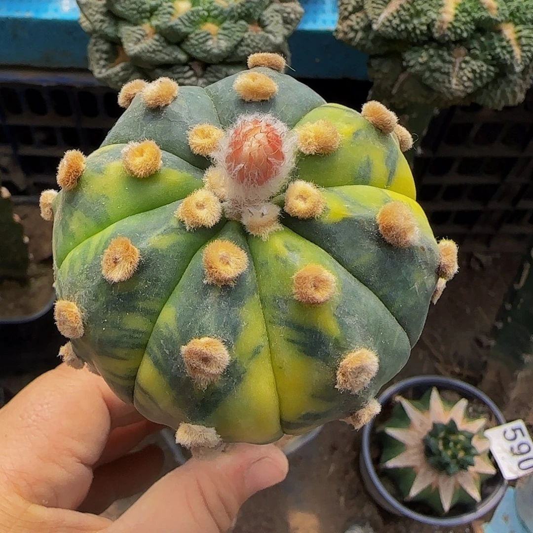 兜锦620仙人球开花