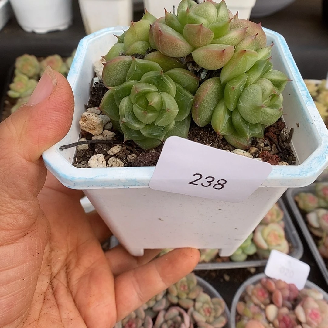 一物一拍一物一拍103-238