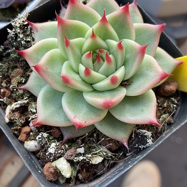 多肉植物托斯卡1853