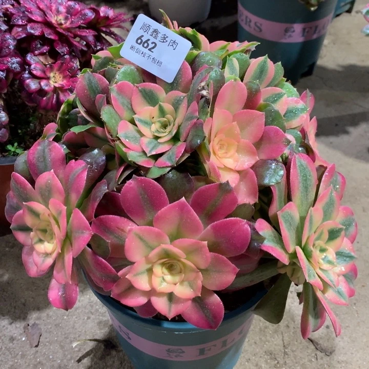 662香妃多肉植物