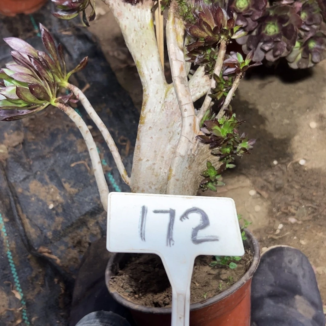 美***生多肉植物黑法师缀花172