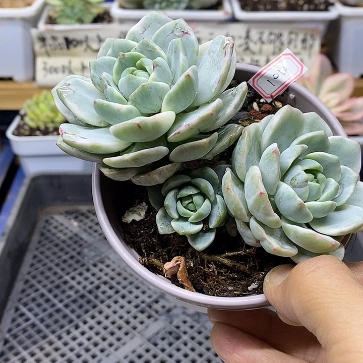 02104 香草锦自然群