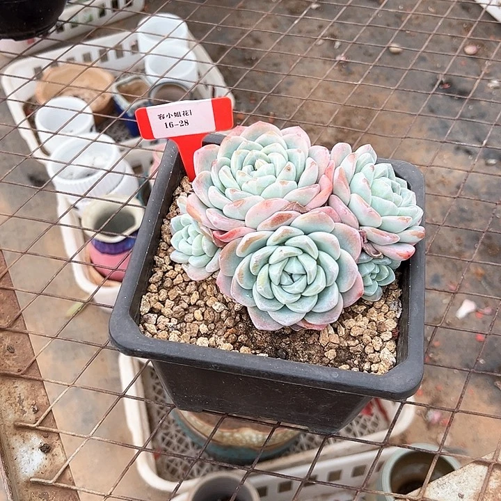 16.28冰玉一个脱土