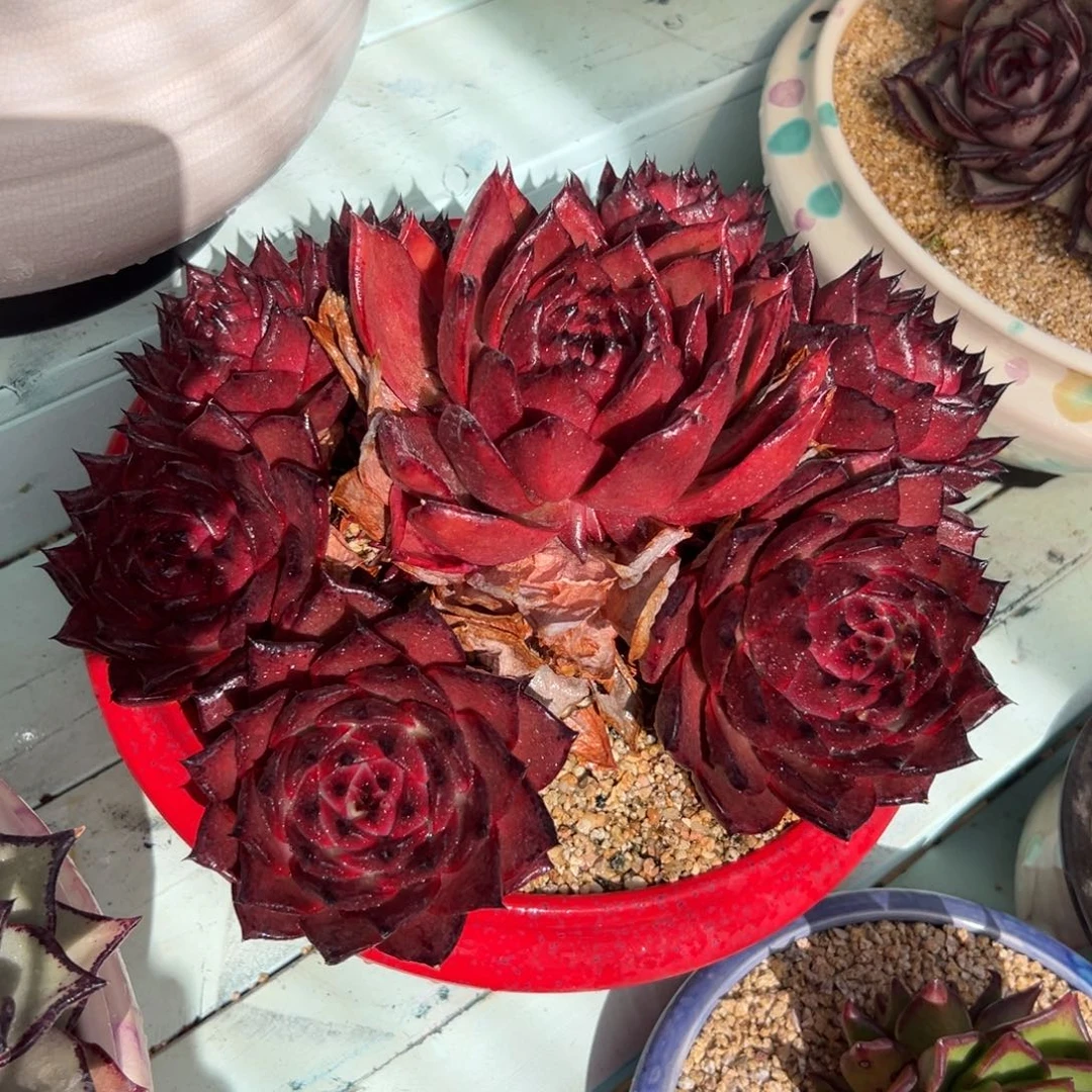 666 多肉一物一拍0211-